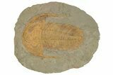 Cambrian Trilobite (Acadoparadoxides) - Tinjdad, Morocco #210269-1